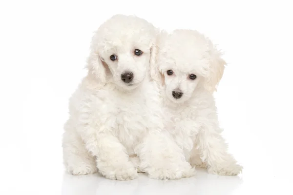 Filhotes de cachorro Poodle branco — Fotografia de Stock