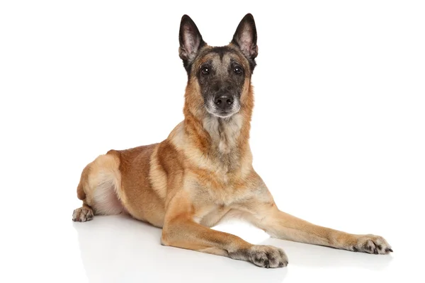 Belga juhászkutya-malinois — Stock Fotó