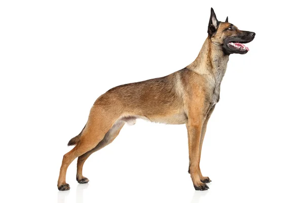 Belçika çoban köpeği malinois — Stok fotoğraf