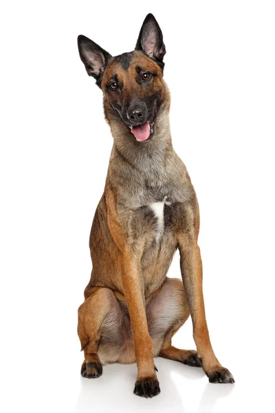 Belgian Shepherd dog Malinois — Stock Photo, Image