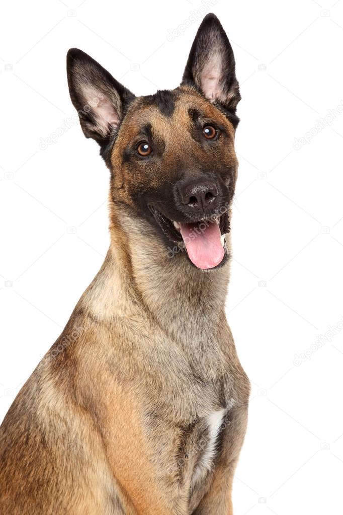 Belgian shepherd dog Malinois
