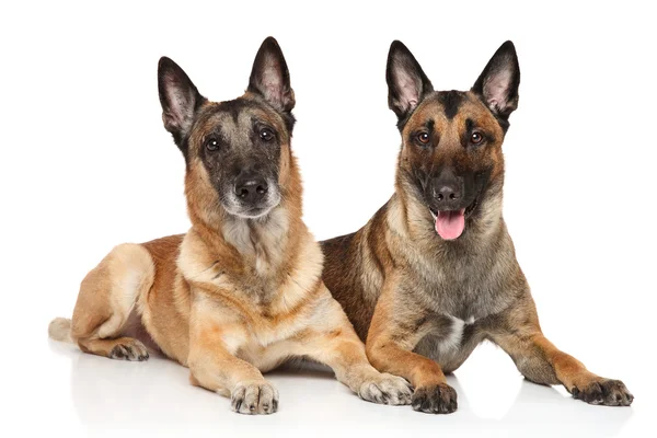 Dois Malinois em um fundo branco — Fotografia de Stock