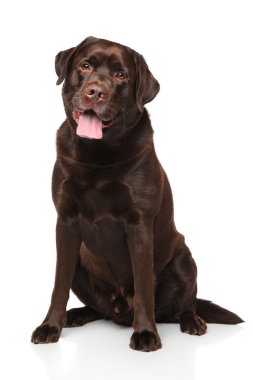 Çikolata Labrador retriever oturan