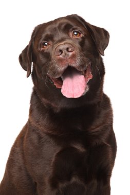 çikolata labrador geri almak