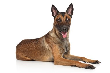 Belçika çoban köpeği malinois