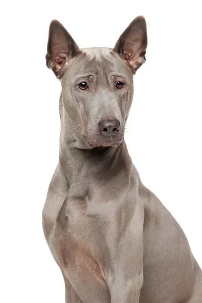 Thai ridgeback hond — Stockfoto