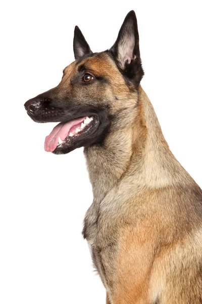 Pastor belga Dog Malinois — Fotografia de Stock