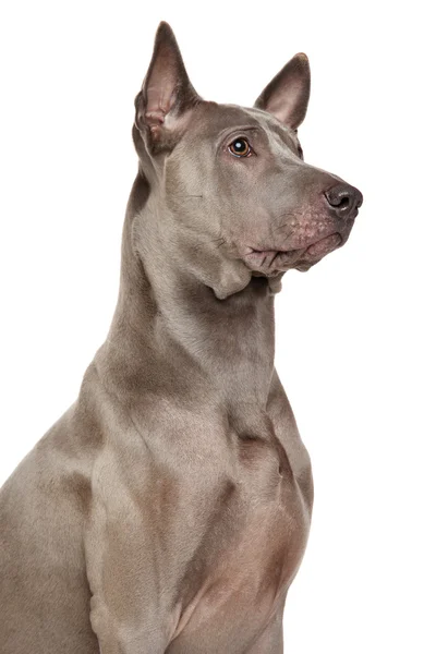 Thai ridgeback hond — Stockfoto