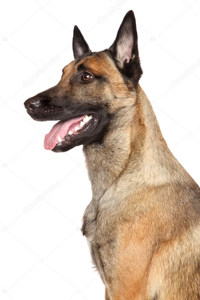 Belgian shepherd dog Malinois