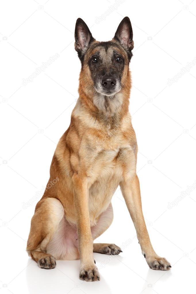 Adult Belgian shepherd dog