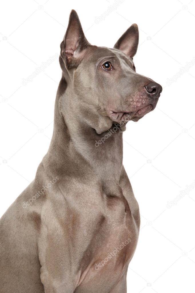 Thai Ridgeback Guard Dog Ty Ridgeback Dog Outlet