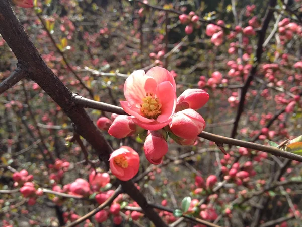 ピンクの春の花の開花 — ストック写真