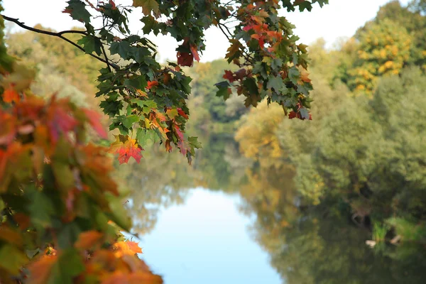 Beautiful woods — Stock Photo, Image