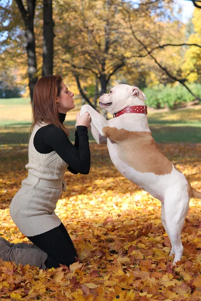 Sonbahar köpek — Stok fotoğraf