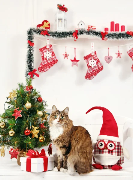 Komik kedi ve Noel dekorasyon — Stok fotoğraf
