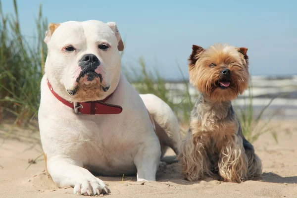 Summer friendship — Stock Photo, Image