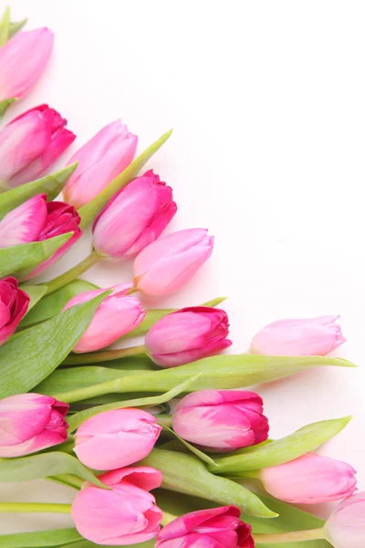 Pink flower — Stock Photo, Image