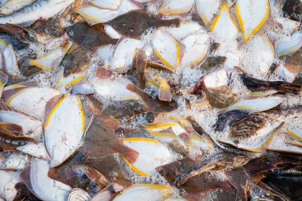 Peces marinos atrapados en la cubierta de un buque pesquero —  Fotos de Stock