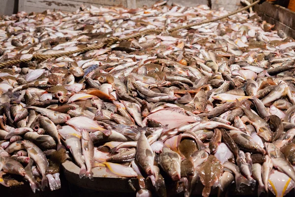 Halat fogott érdes lepényhal és makréla a fedélzeten, a halászati kerítőhálós, n — Stock Fotó