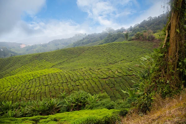 Plantacja herbaty w Cameron Highlands w Malezji — Zdjęcie stockowe