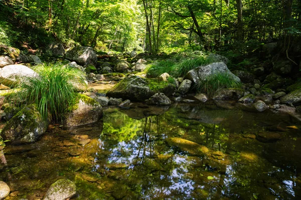 Fluss mit dem reinsten Wasser im wilden Wald — Stockfoto