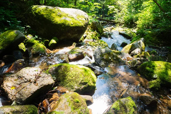 Cours d'eau de montagne dans une forêt vierge — Photo