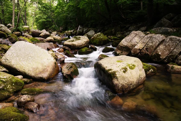 Krásné letní krajina řeky v divoké oblasti — Stock fotografie