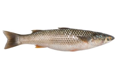 Freshly caught sea fish Mullet clipart