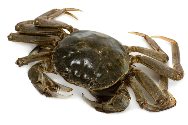 Verse krab — Stockfoto