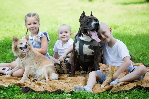 Hermana y hermano jugando con un perro y un gato — Foto de Stock