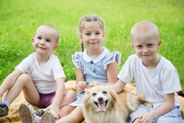 Children playing with a cat and a dog on the lawn — Stock Photo, Image