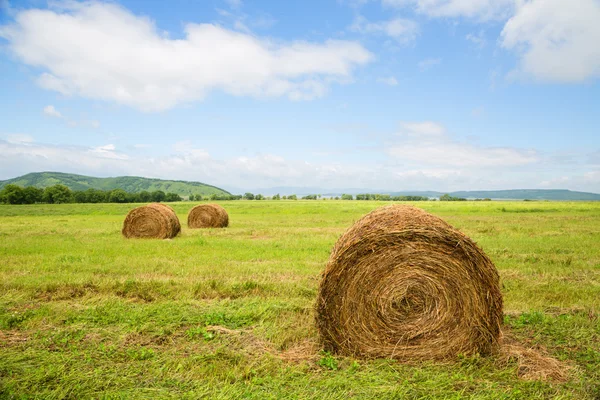 Haystacks in the field in summertime — Stock Photo, Image