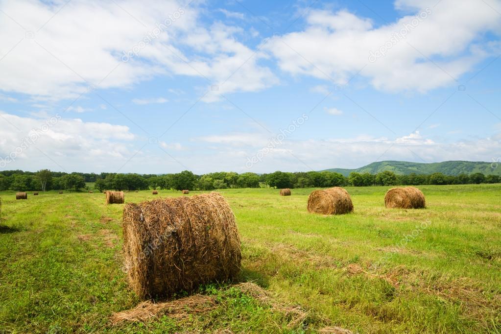 Haystacks in rolls lie on the sloping meadow fields