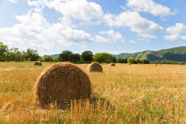 Haystacks in the field in september — Stock Photo, Image
