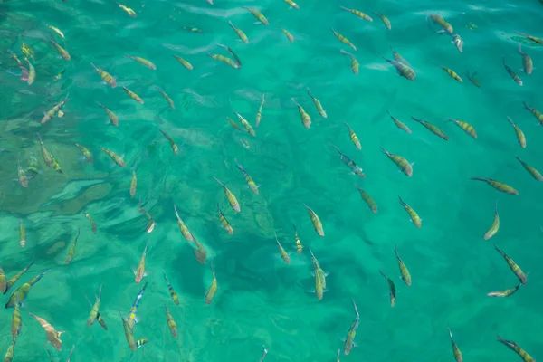 Andaman Denizi balık Tayland sahil kapalı