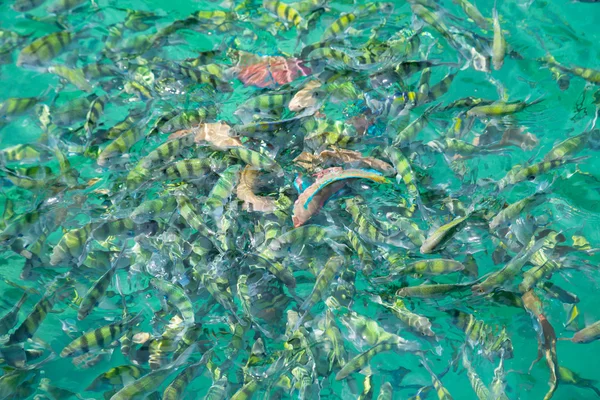 Poissons tropicaux dans la mer d'Andaman, côte Thaïlande — Photo