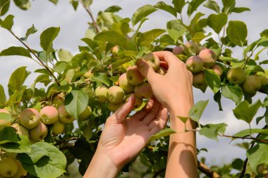 Sonbahar elma hasadı devam ediyor.