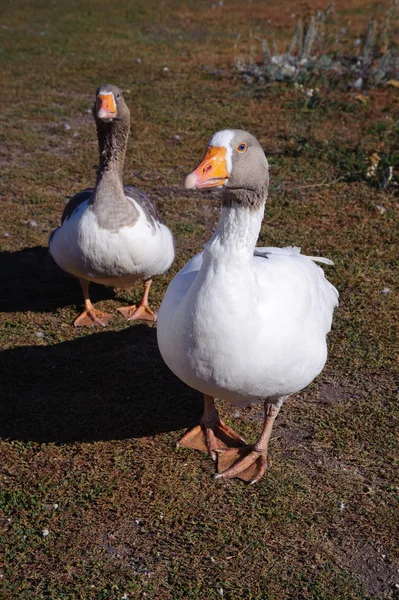 Huis mooie vogel, gans. — Stockfoto