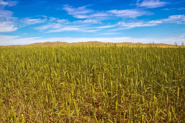 Wheat field. — Stock Photo, Image