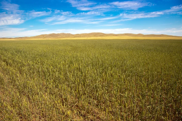 Campo de trigo. — Fotografia de Stock