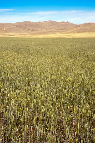 Campo de trigo. —  Fotos de Stock