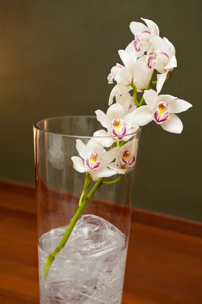 Orchidea bianca in un vaso — Foto Stock