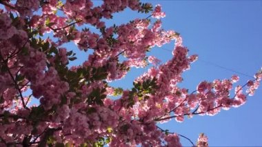 Mavi gökyüzü ile pembe kiraz çiçekleri