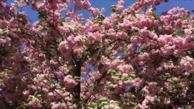 Mavi gökyüzü ile pembe kiraz çiçekleri