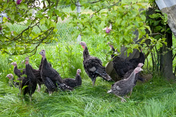 Young turkey chicks on farm in the open — Stock Photo, Image