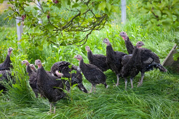 Young turkey chicks on farm in the open — Stock Photo, Image