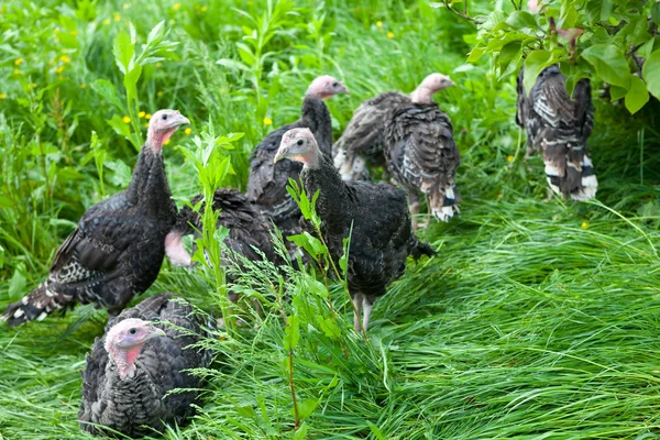 Young turkey chicks on farm in the open — Stock Photo, Image