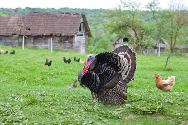 Black turkey in the countryside — Stock Photo, Image
