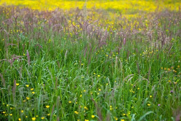 Grandes herbes au printemps — Photo