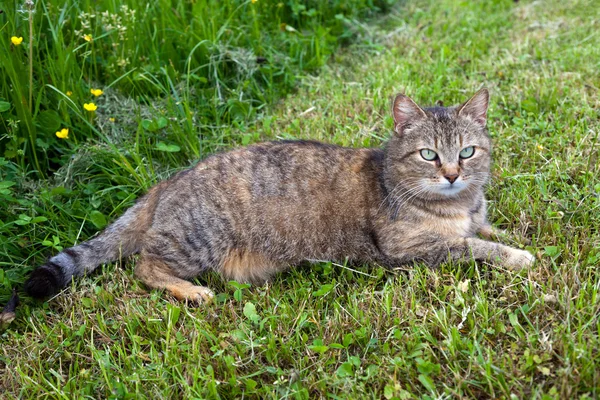 Gray female cat — Stock Photo, Image